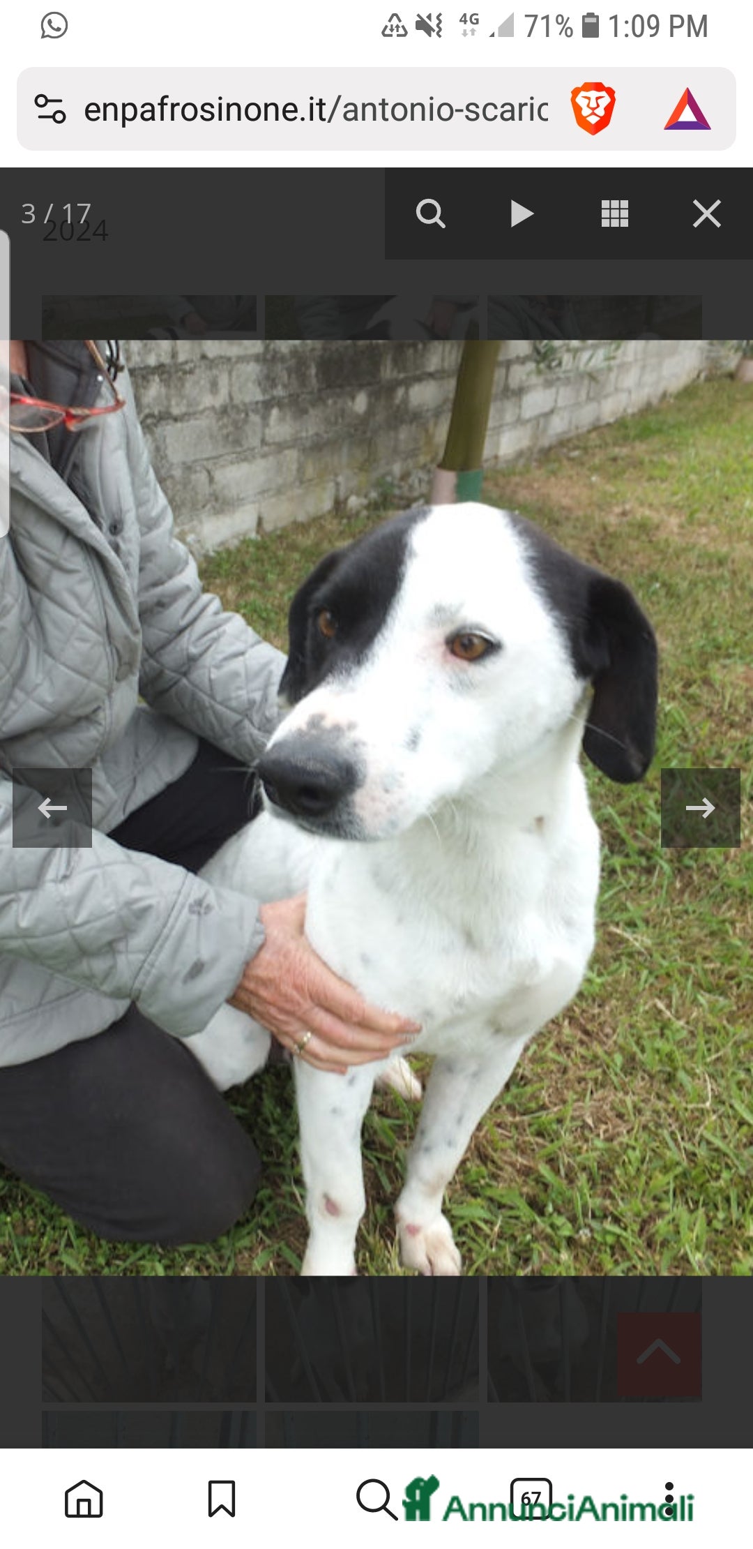 Meticcio cani in regalo: ADOZ.del cuore:, sguardo da cucciolo 6a in casa - Annuncio 3