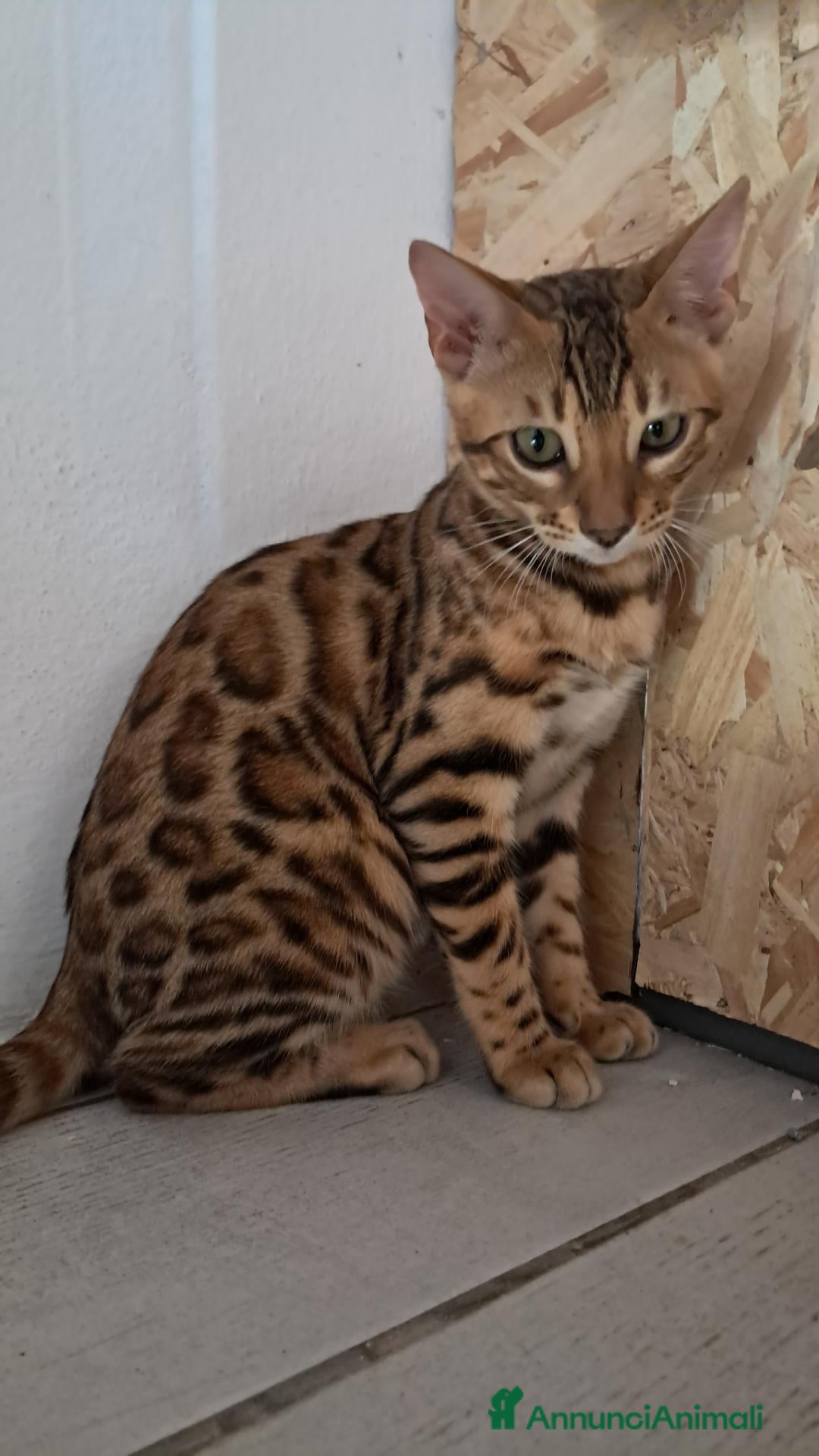 Bengala gatti Bengala cuccioli - Annuncio 22
