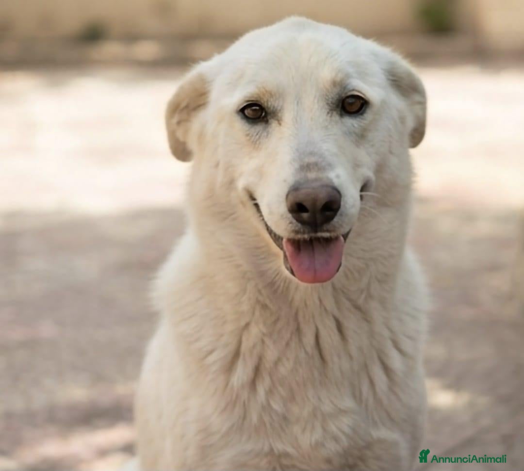 Meticcio cani Gilda 1anno meravigliosa tg media PALERMO  - Annuncio 10