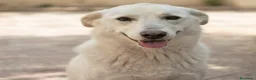 Meticcio cani in regalo: Gilda 1anno meravigliosa tg media PALERMO  - Annuncio 1