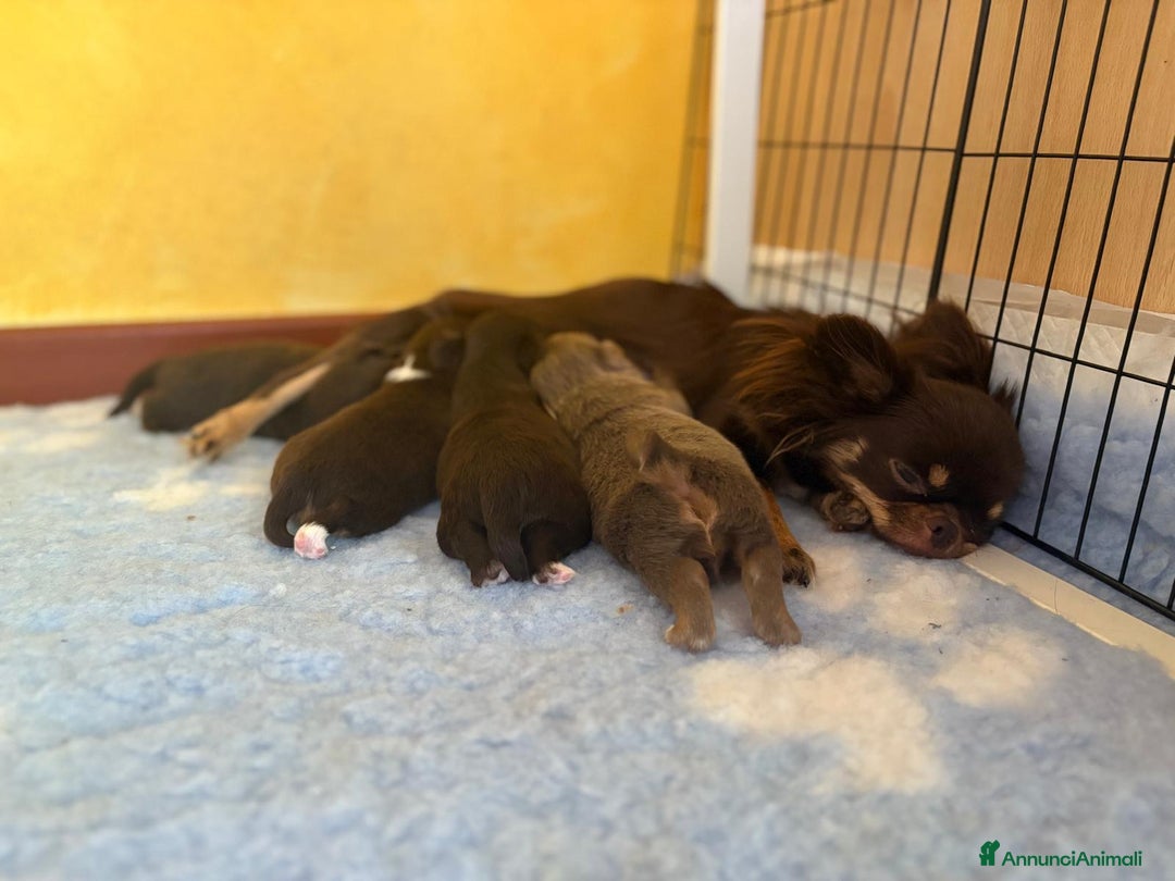 Chihuahua cani in vendita: Cuccioli di chihuahua a pelo lungo con pedigree  a Provincia di Bergamo - Immagine 7