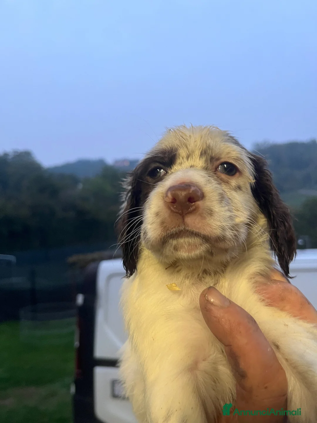 Setter Inglese cani in vendita: Setter inglesi bianco fegato - Annuncio 10