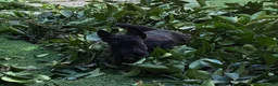 Scottish Terrier cani in vendita: Scottish terrier - Annuncio 7