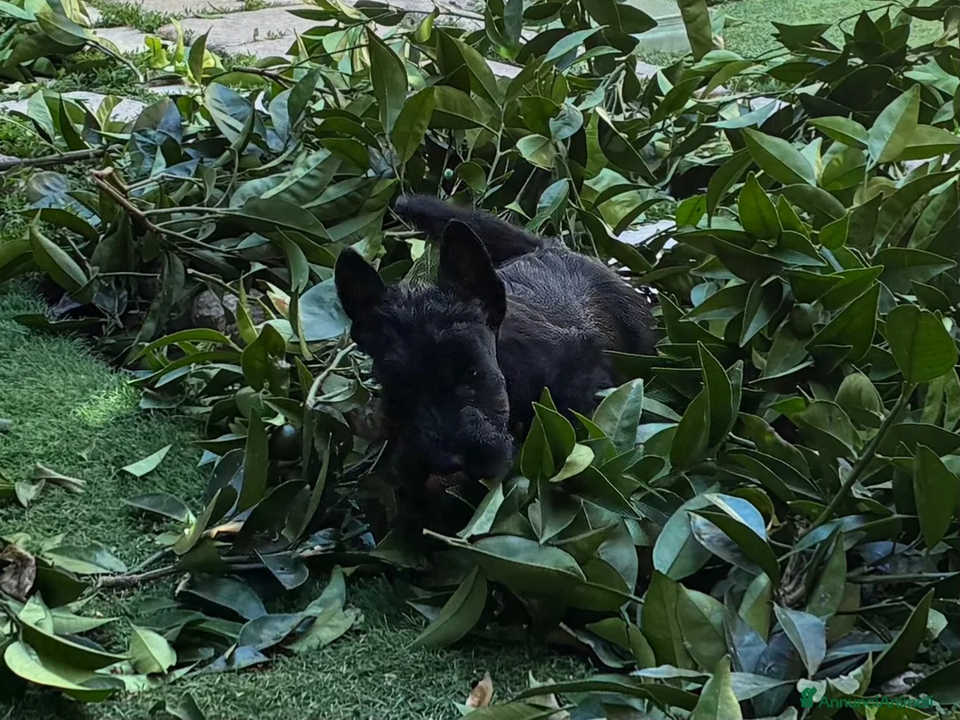 Scottish Terrier cani in vendita: Scottish terrier - Annuncio 7