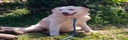 Meticcio cani in regalo: TACO CUCCIOLO MIX GOLDEN  a Provincia di Varese - Annuncio 3
