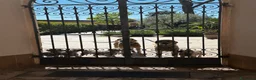 Weimaraner cani in vendita: Disponibili Cuccioli Weimaraner Abruzzo  a Provincia dell'Aquila - Annuncio 6