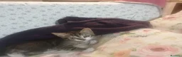 Europeo gatti in regalo: GRIGINO E NERISSIMO - Annuncio 10