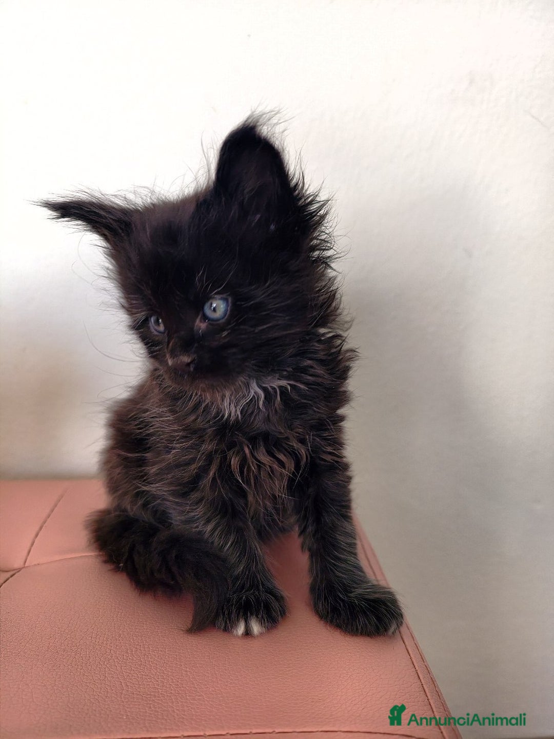 Maine Coon gatti in vendita: Cucciolo Maine coon nero  - Annuncio 4