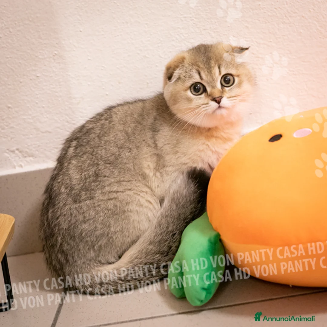 Scottish gatti in vendita: Cucciole Scottish Fold - Annuncio 20