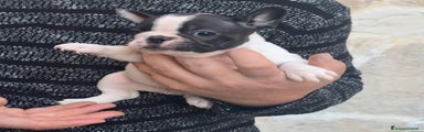 Bulldog Francese maschio 02