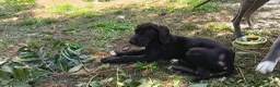 Alano cani in vendita: Cucciole di Alano  - Annuncio 6