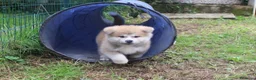 Akita Inu cani in vendita: Cuccioli di Akita da allevamento ENCI - Lombardia - Annuncio 9