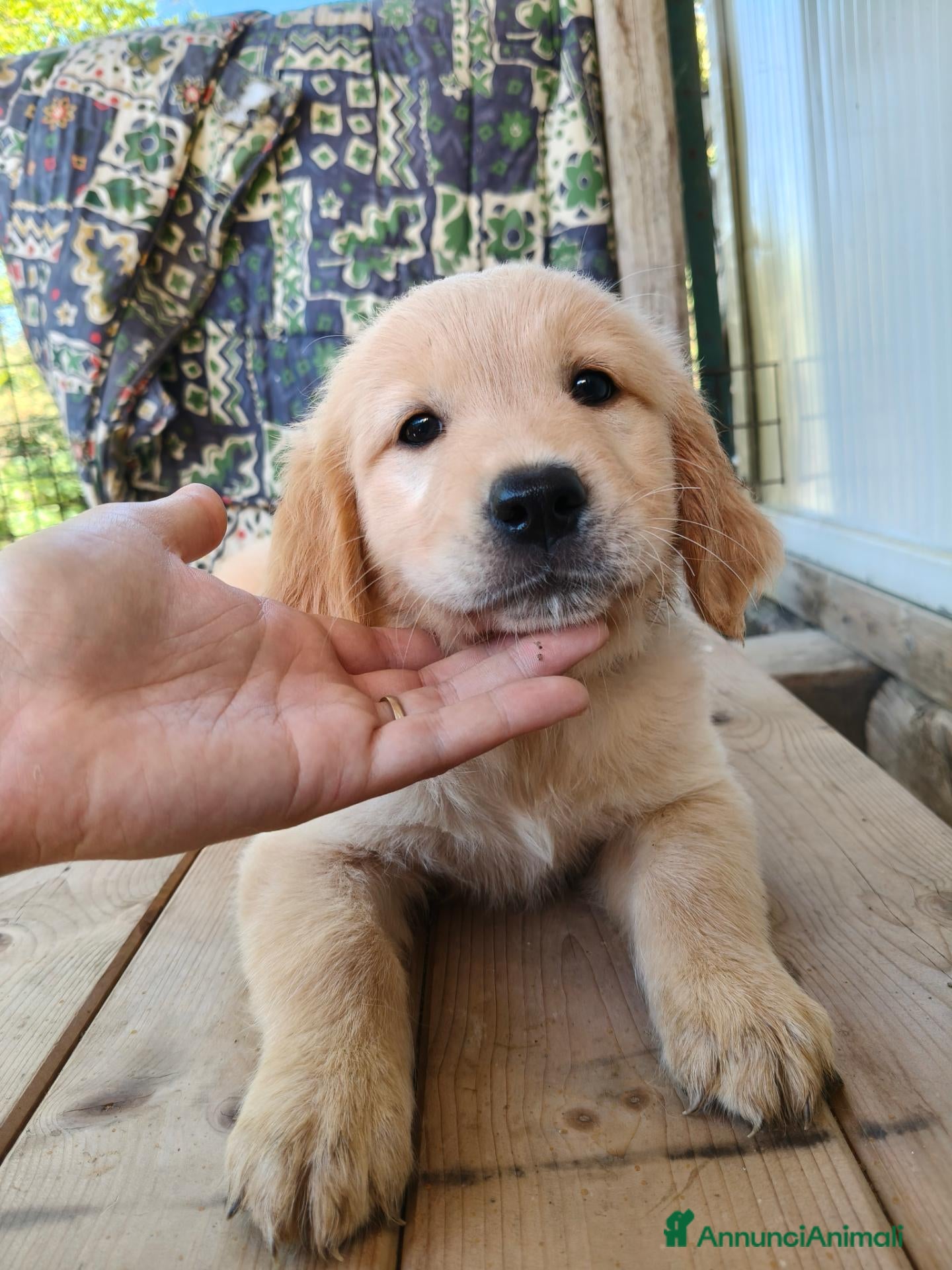 Golden Retriever cani Cuccioli Golden Retriever - Annuncio 1