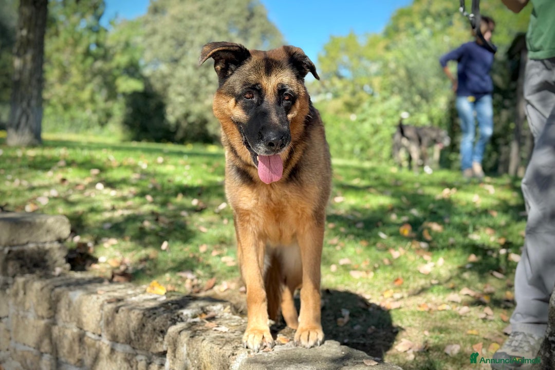 Pastore Tedesco cani in regalo: ZAIRA UN CANE CON LA C MAIUSCOLA, IN ADOZIONE - Annuncio 1