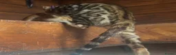 Bengala gatti in vendita: Bengal cucciola da riproduzione (Normandie) - Annuncio 2