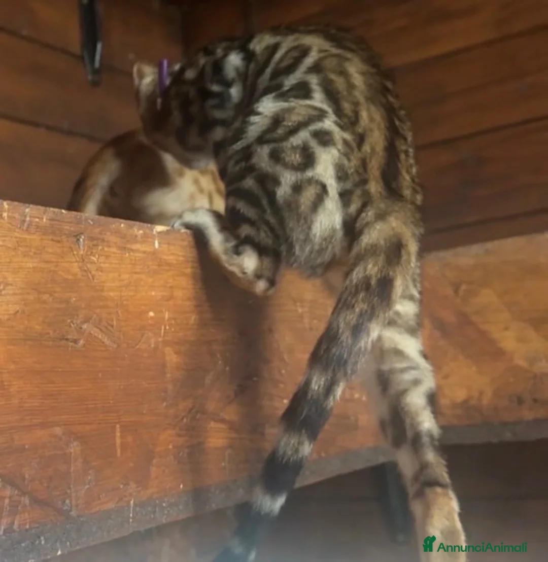 Bengala gatti in vendita: Bengal cucciola da riproduzione (Normandie) - Annuncio 2