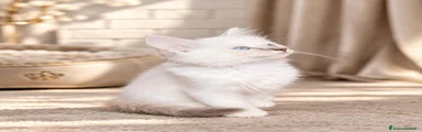 Ragdoll 6