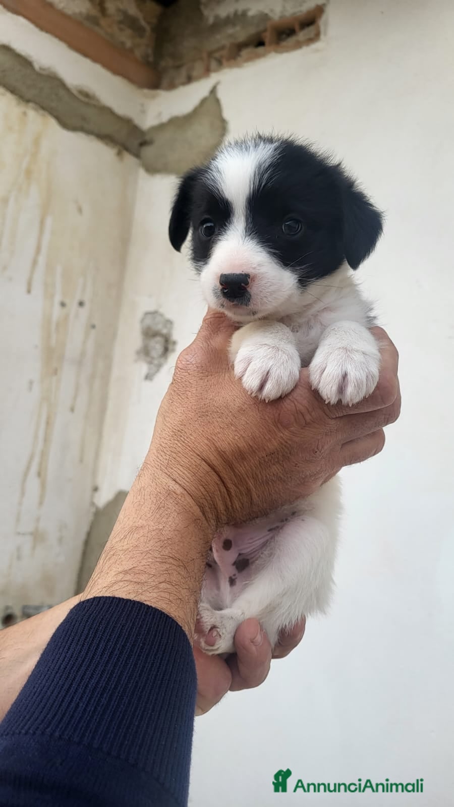 Meticcio cani Regalo cuccioli taglia media - Annuncio 8