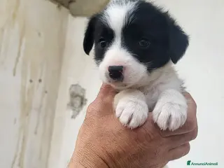 Meticcio cani Regalo cuccioli taglia media - Annuncio 8