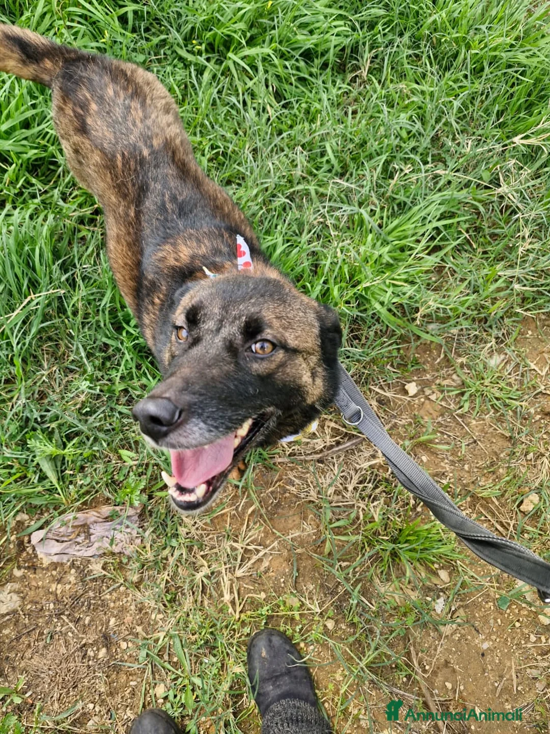 Pastore del Caucaso cani in regalo: Splendida simil Pastore del Caucaso - CARRIE - Annuncio 10