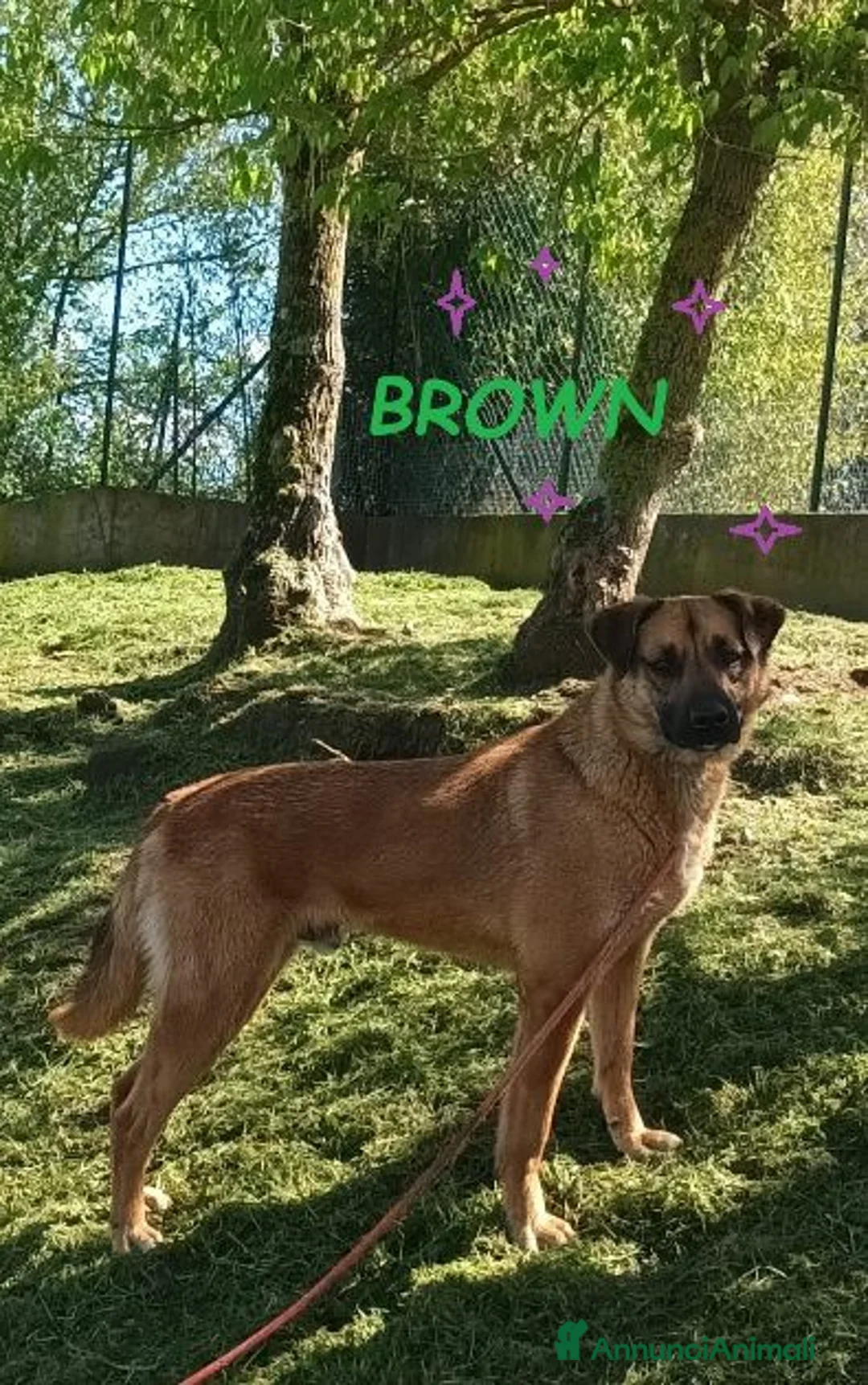 Meticcio cani in regalo: BROWN un bel timidino a Città Metropolitana di Firenze - Annuncio 2
