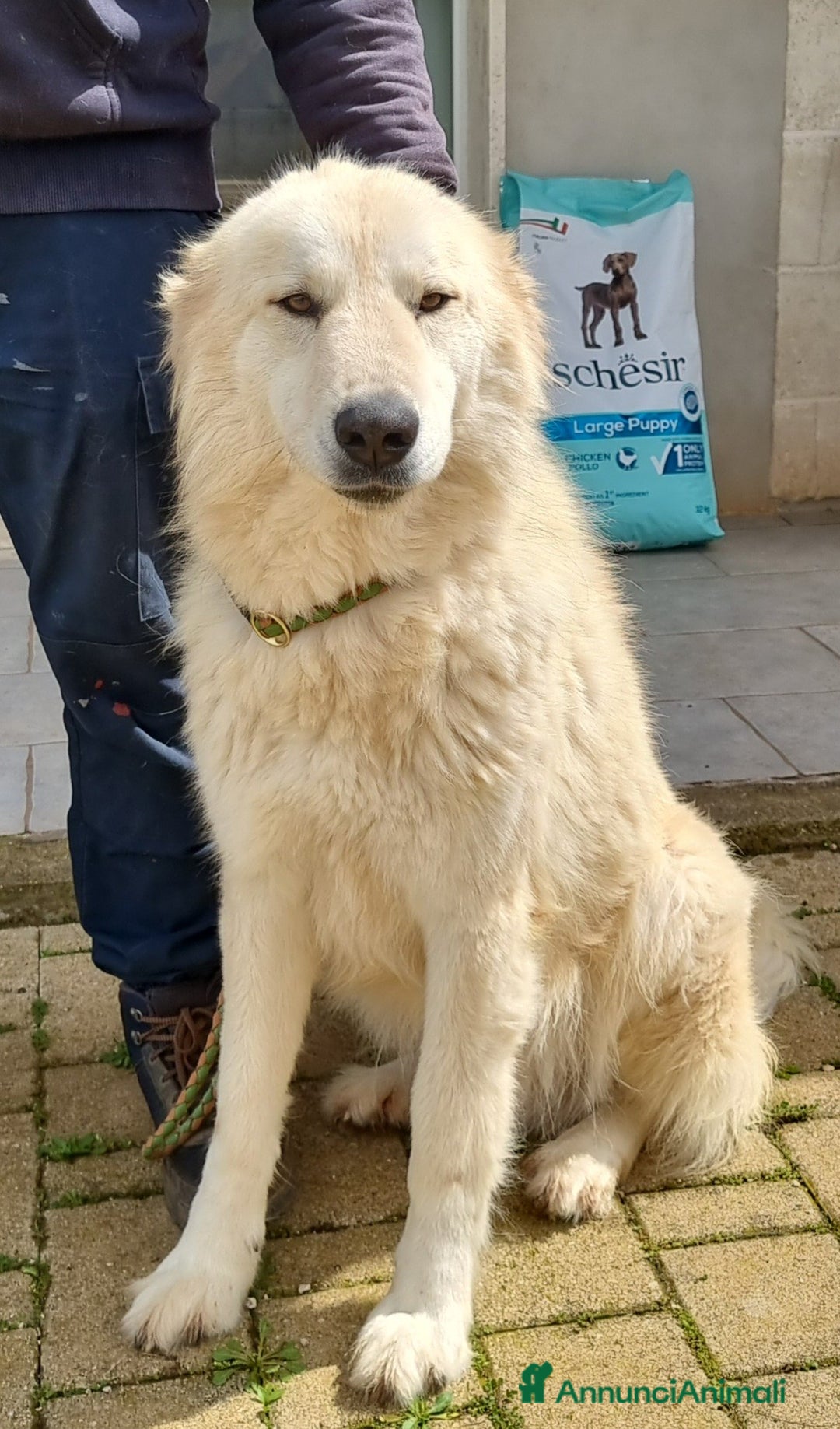 Meticcio cani in regalo: Patrick, il capolavoro! a Città Metropolitana di Bari - Immagine 11