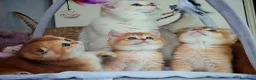 Scottish gatti in vendita: Straordinari Cuccioli Scottish - Annuncio 1
