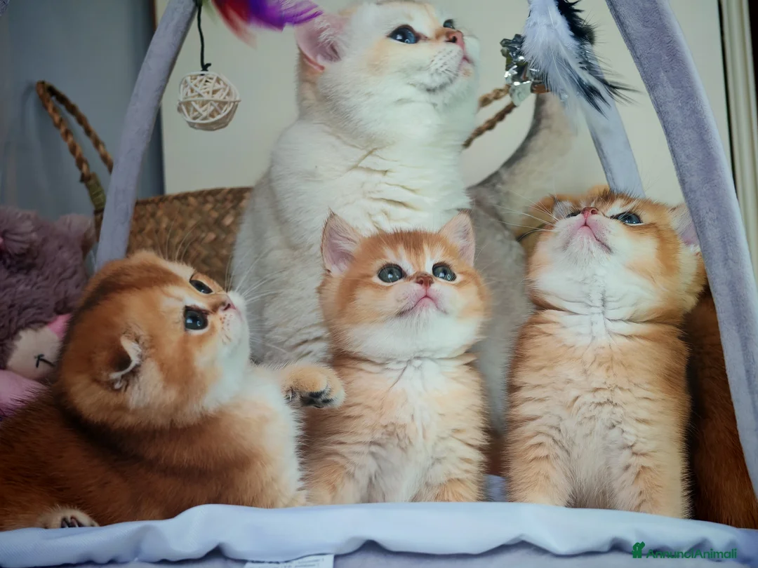 Scottish gatti in vendita: Straordinari Cuccioli Scottish - Annuncio 1