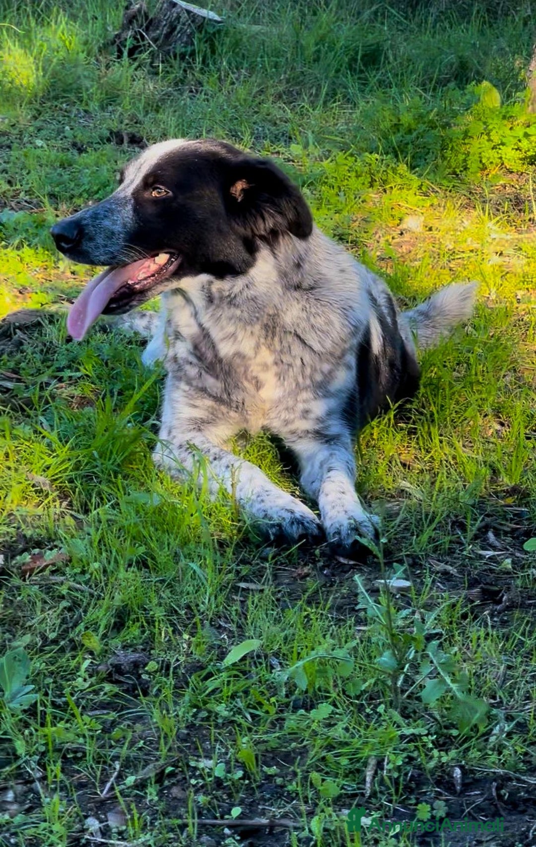 Meticcio cani in regalo: SERENA 🩷 - super cucciola mix pastore, cerca casa - Annuncio 4