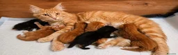 Maine Coon gatti in vendita: Cuccioli di maine coon rossi, neri, marroni  - Annuncio 1