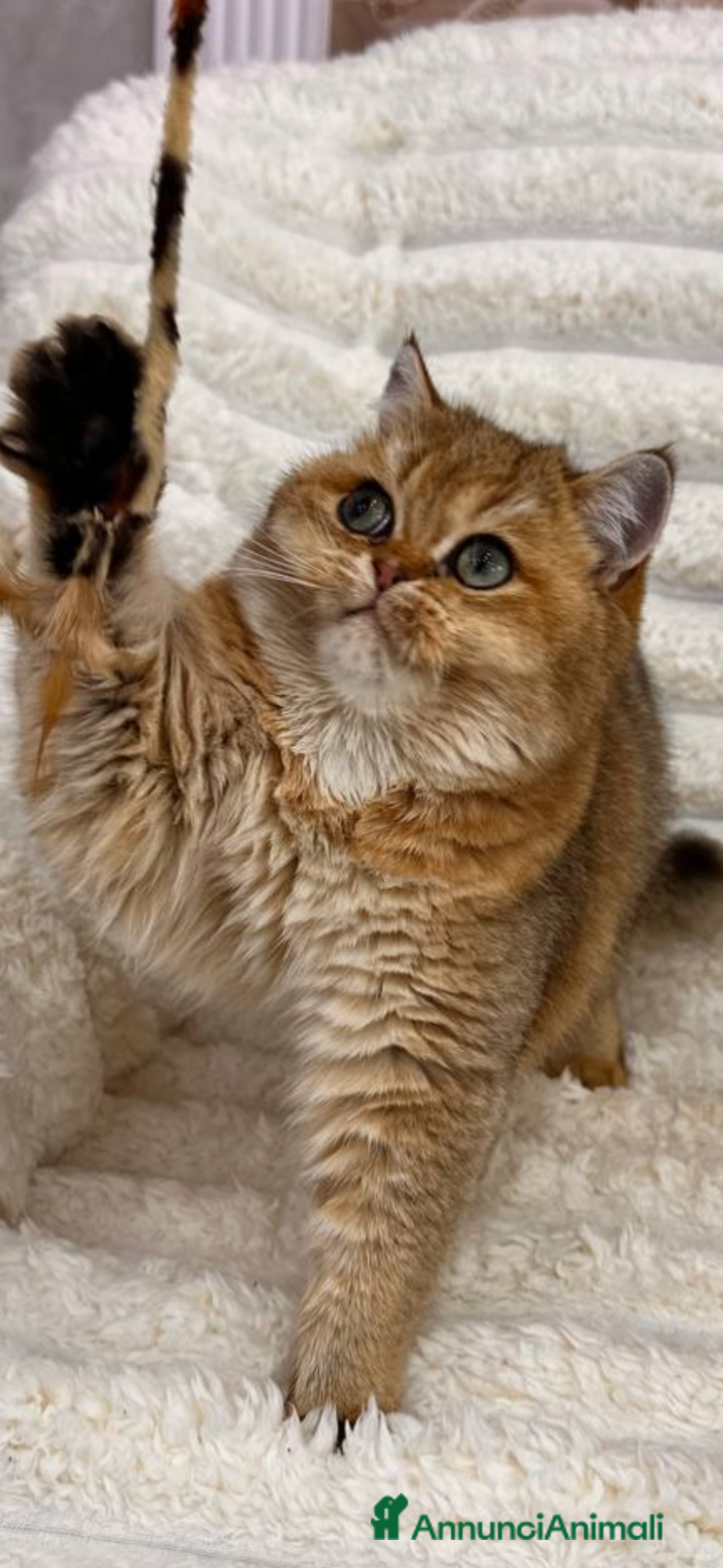 Scottish gatti in vendita: Scottish straight gold - Annuncio 2