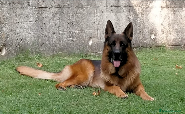Pastore Tedesco cani a Provincia di Brescia - Annuncio 2
