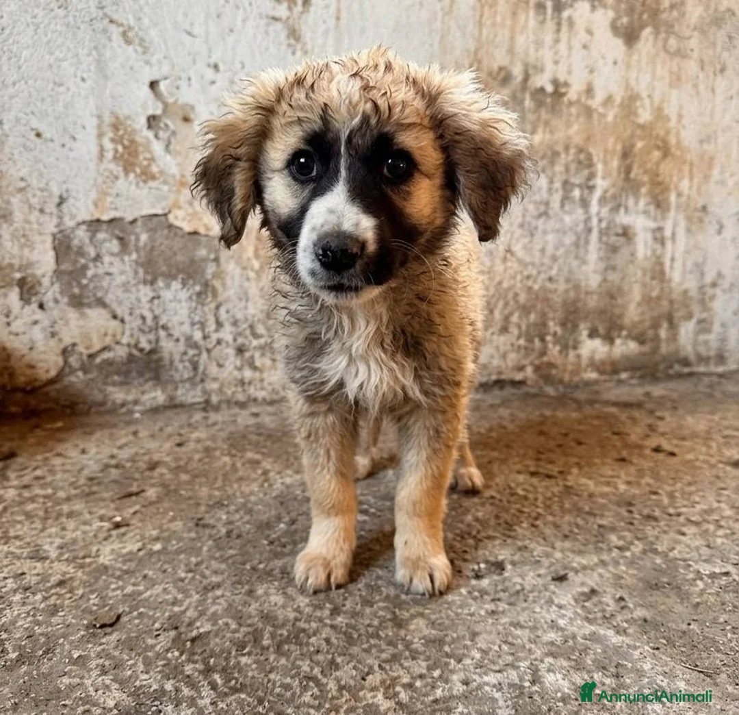 Meticcio cani in regalo: Tesla, Ulisse, Jimi e Dolcezza - Annuncio 2