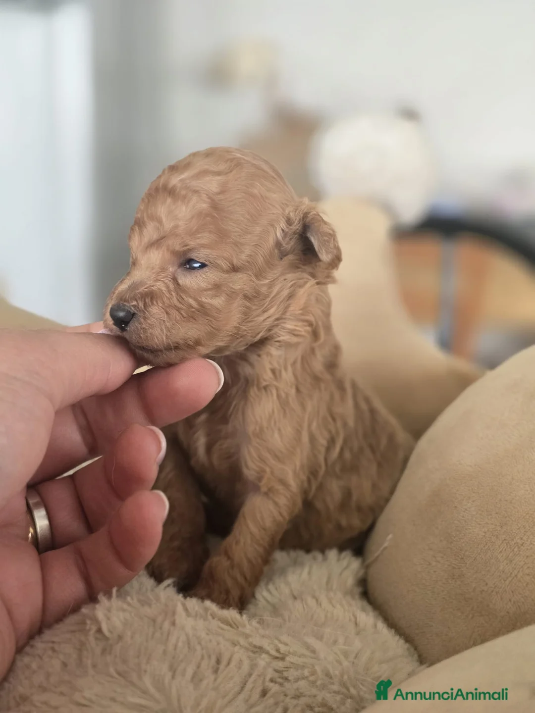 Barboncino Toy cani in vendita: Cuccioli barboncini toy - Annuncio 14