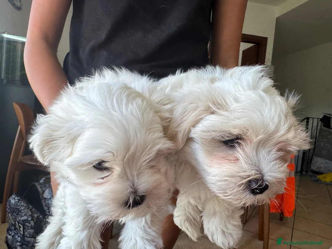 Maltese cani in vendita: Maltese - Annuncio 2