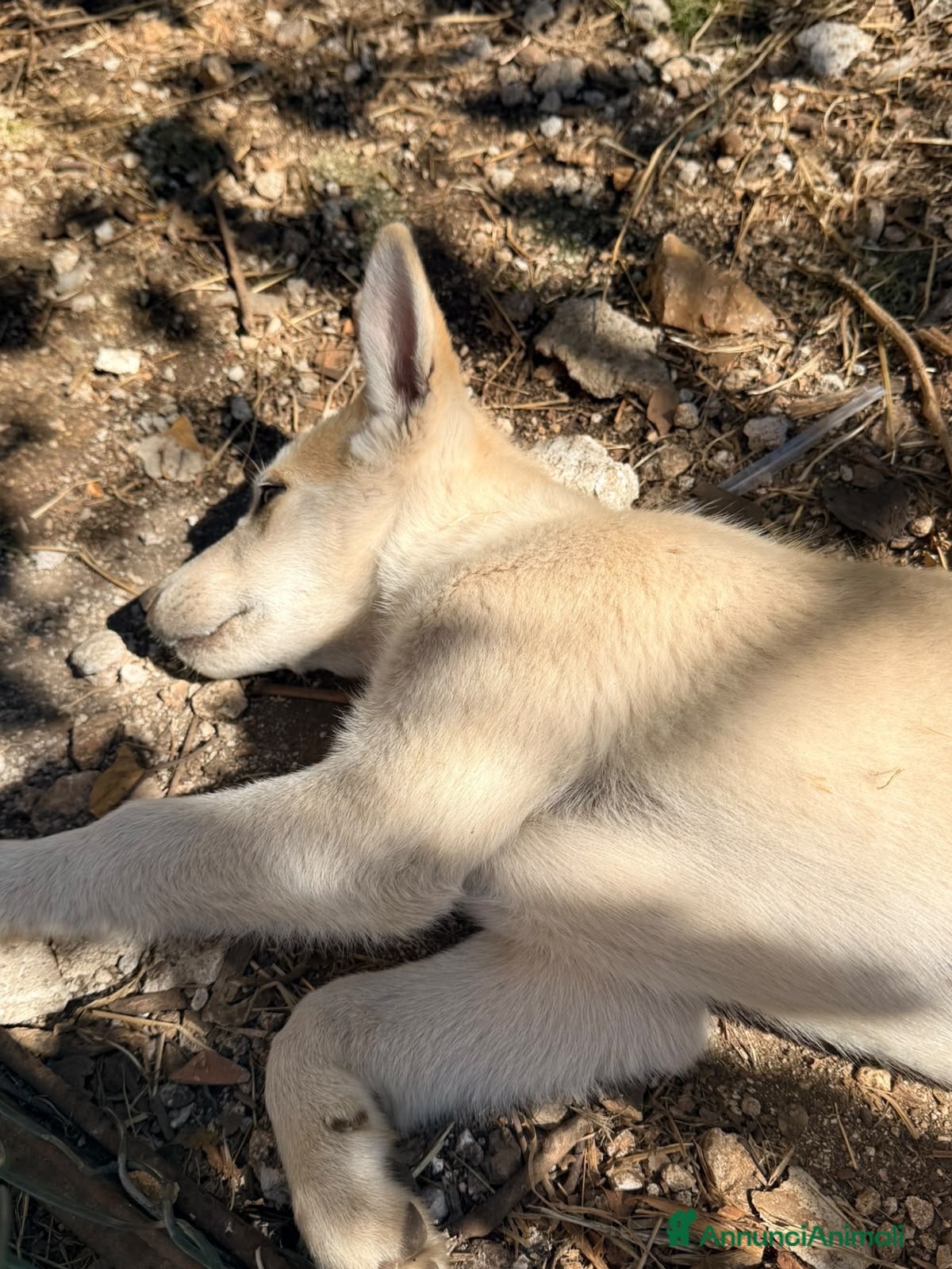 Husky cani Jimmy meraviglioso cucciolo mix husky - Annuncio 1