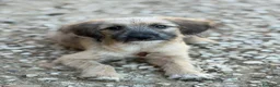 Meticcio cani in regalo: MARLENE, cucciola timidina. TG PICCOLA - Annuncio 1