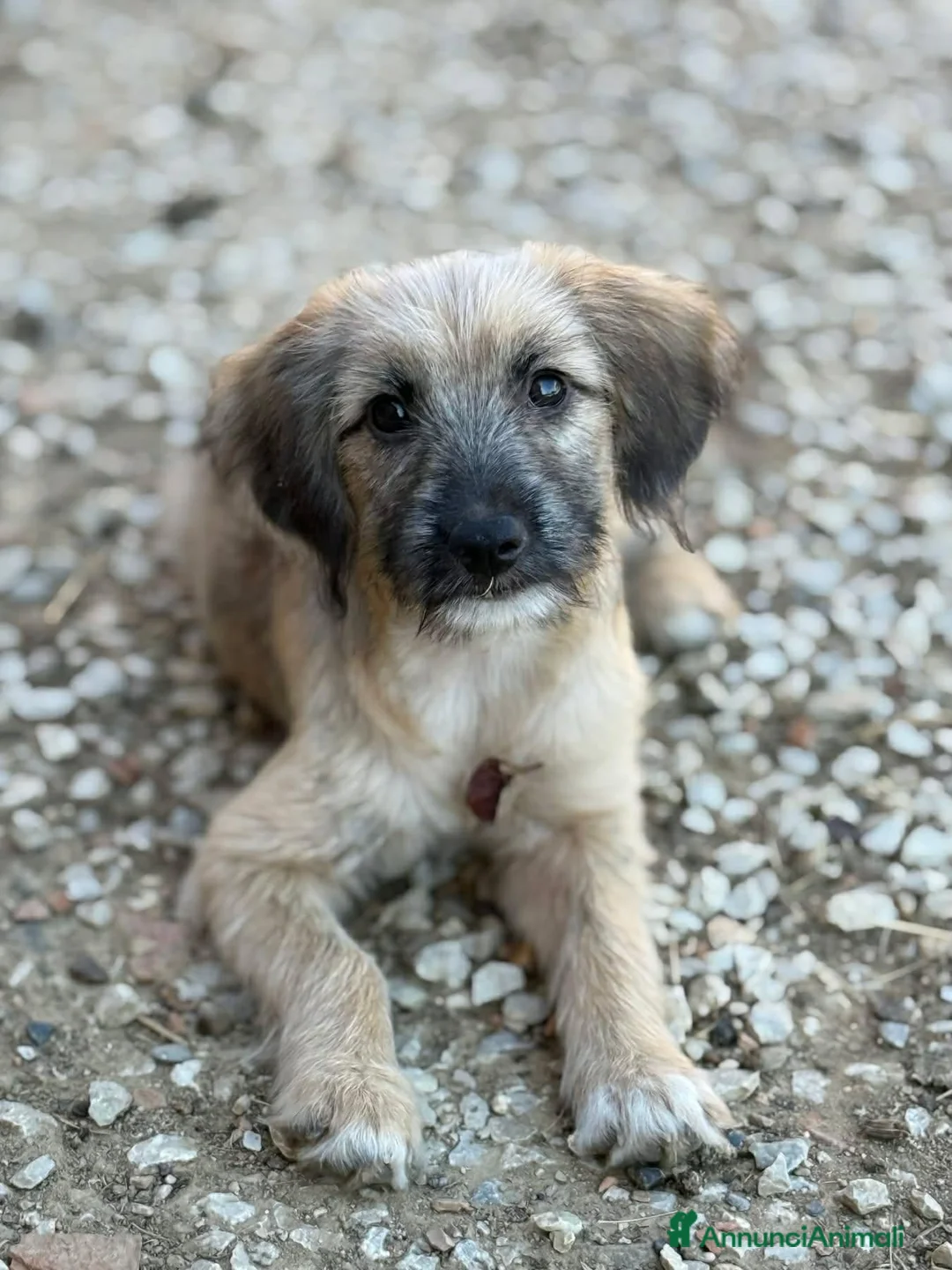 Meticcio cani in regalo: MARLENE, cucciola timidina. TG PICCOLA - Annuncio 1