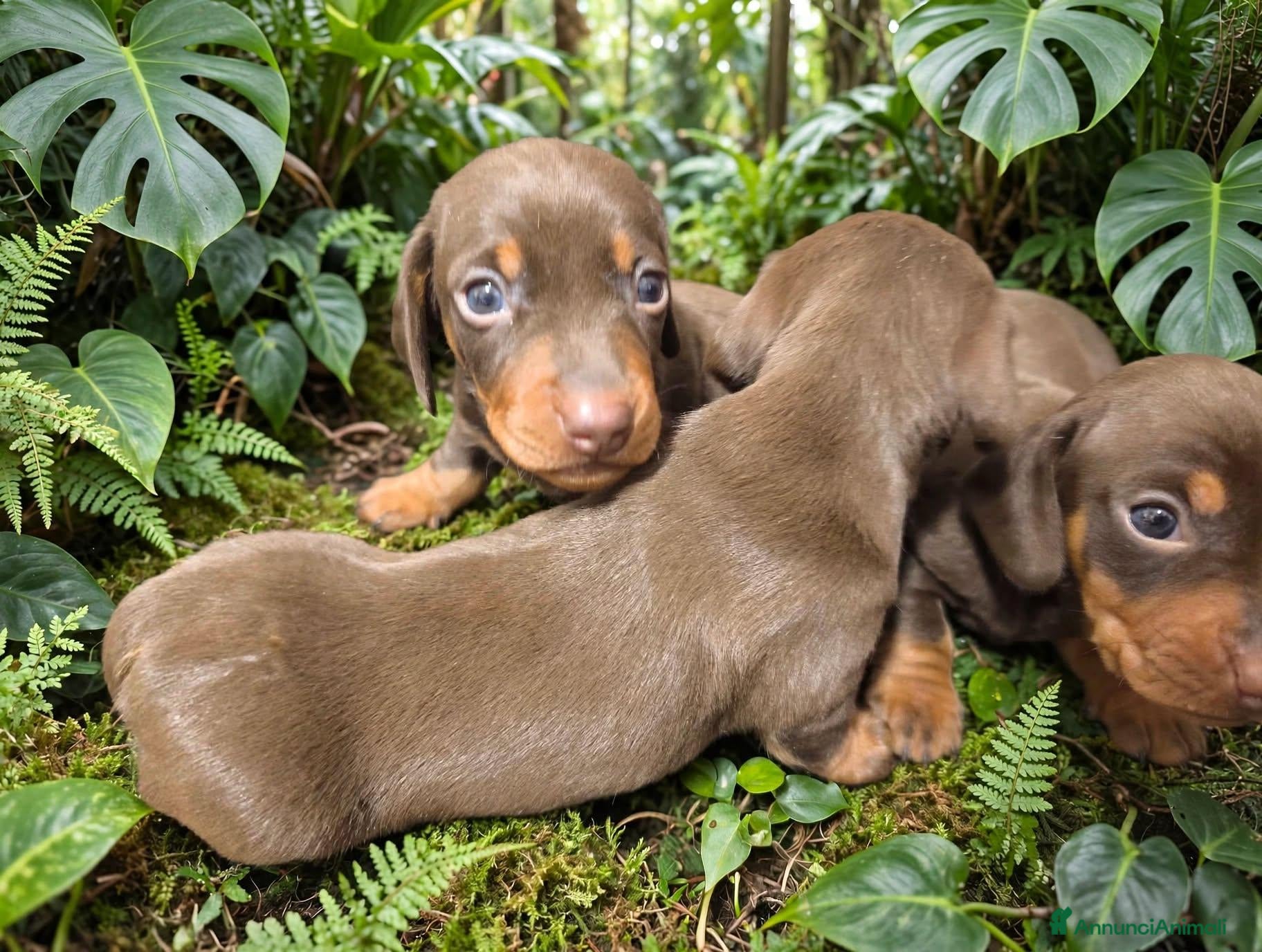 Bassotto cani Bassotto tedesco con pedigree Enci  - Annuncio 8