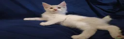 Maine Coon gatti in vendita: Gattini Maine Coon con pedigree AFSI - Annuncio 2