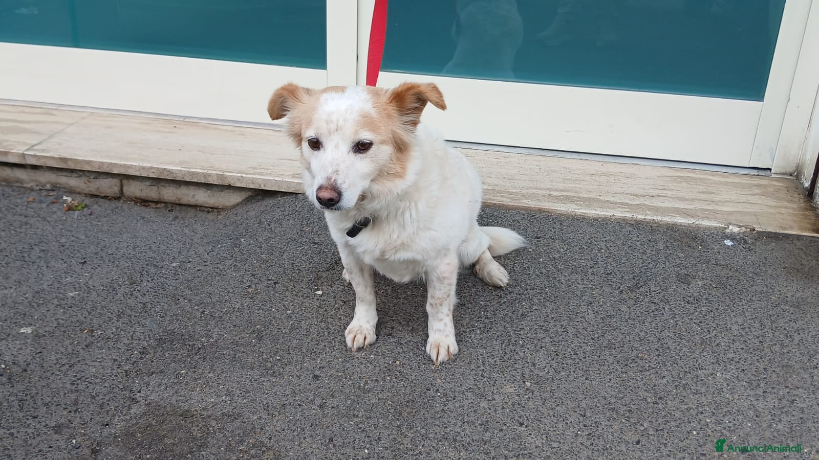 Meticcio cani in regalo: NONNO PESCA HA BISOGNO DI UNA CASA, IN ADOZIONE - Annuncio 3
