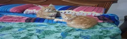 Maine Coon gatti in vendita: Nilaya e Ninfea - Annuncio 1