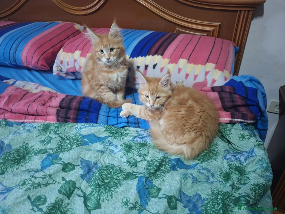 Maine Coon gatti in vendita: Nilaya e Ninfea - Annuncio 1