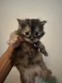 Maine Coon Gattino 8