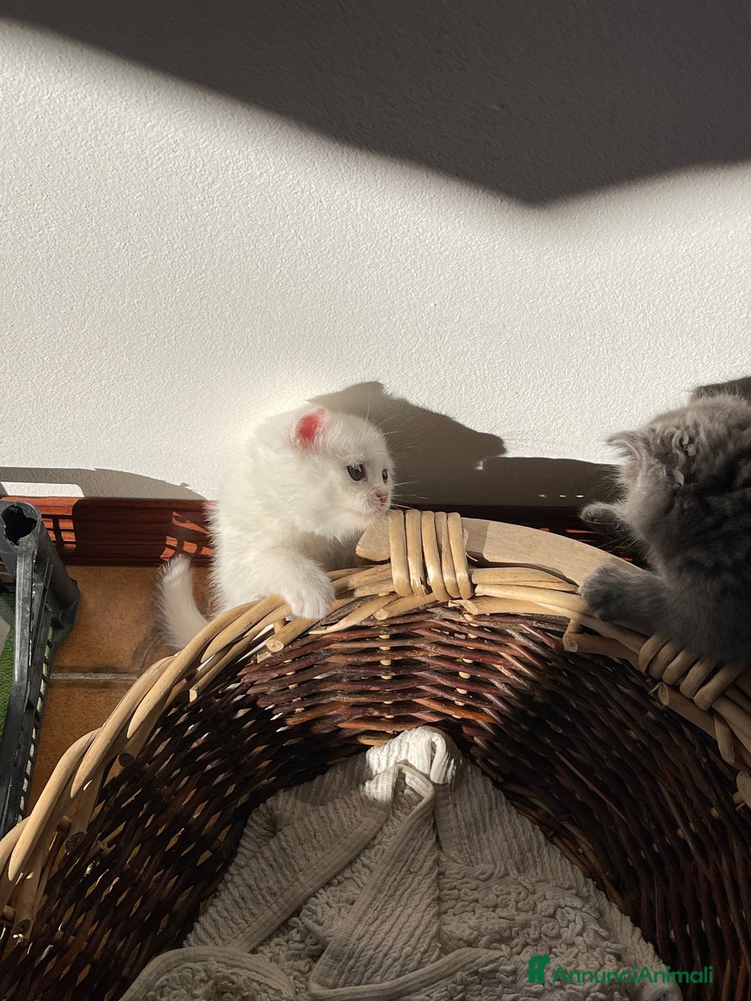 British gatti in vendita: Cuccioli morbidi  - Annuncio 7