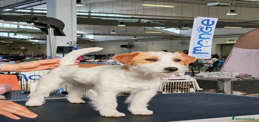 Immagine della galleria {{count}}