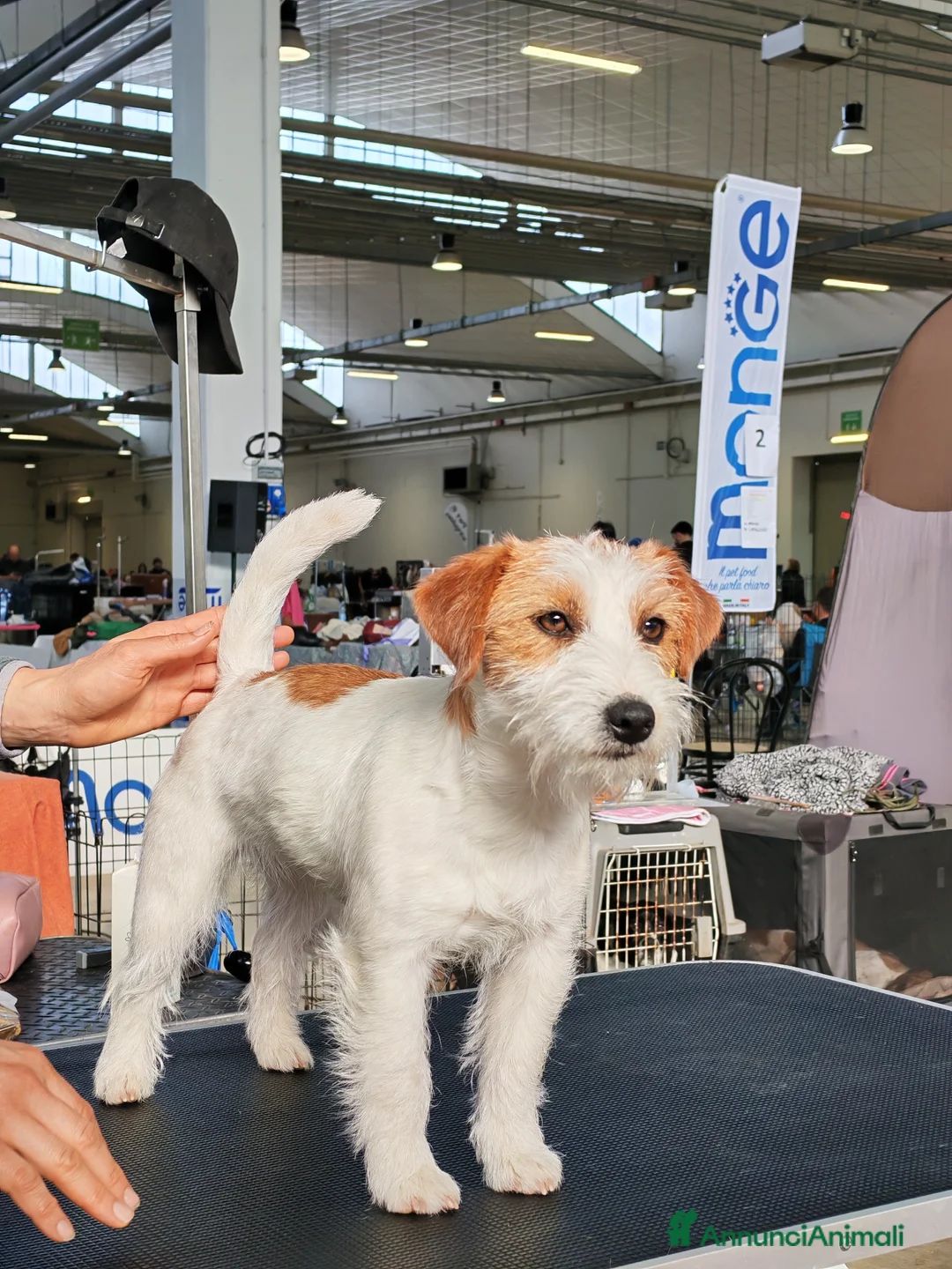 Immagine della galleria {{count}}