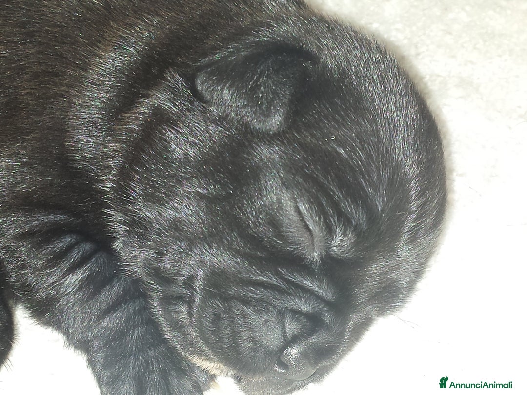 Staffordshire cani in vendita: CUCCIOLI DI STAFFORSHIRE BULL TERRIER  - Annuncio 2