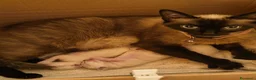 Altre razze gatti in vendita: GATTINI SIAMESI  a Città Metropolitana di Venezia - Annuncio 1