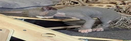 Sphynx gatti in vendita: Gattino  Canadian Sphynx (Maschietto) - Annuncio 6